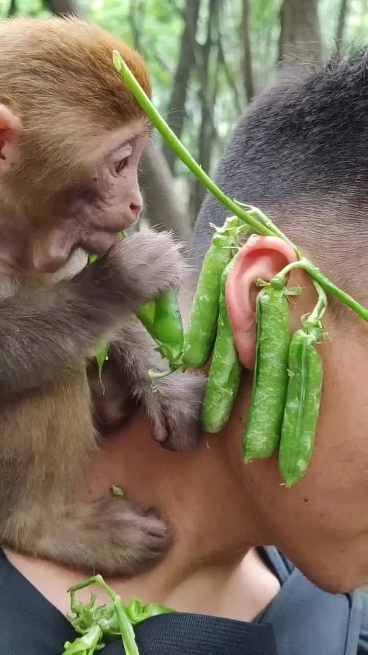 小猴子还会自己剥豌豆吃饭太可爱了
