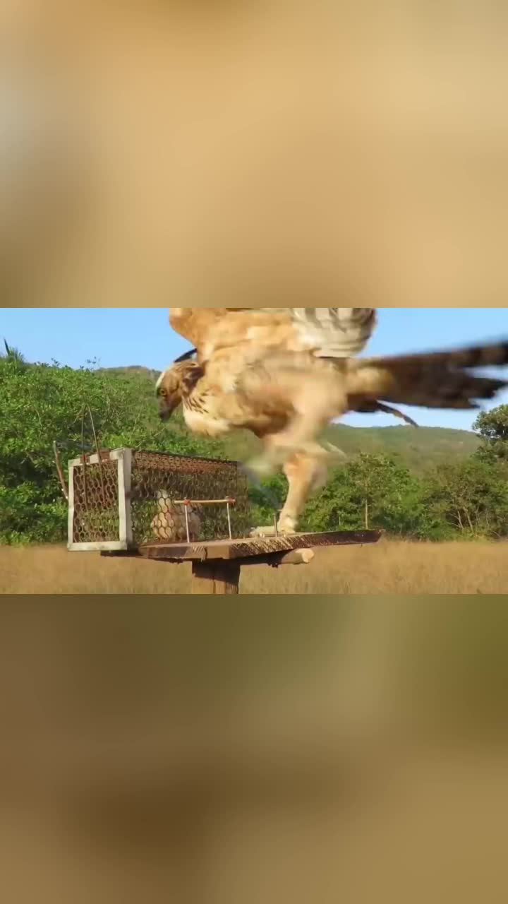 国外小伙不信邪制作陷阱徒手抓老鹰这身手厉害了