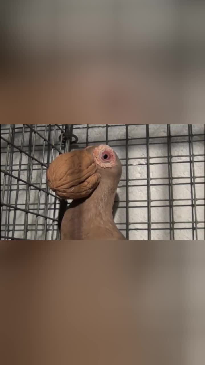 鸽子长着核桃大嘴这审美太独特网友直呼看不懂