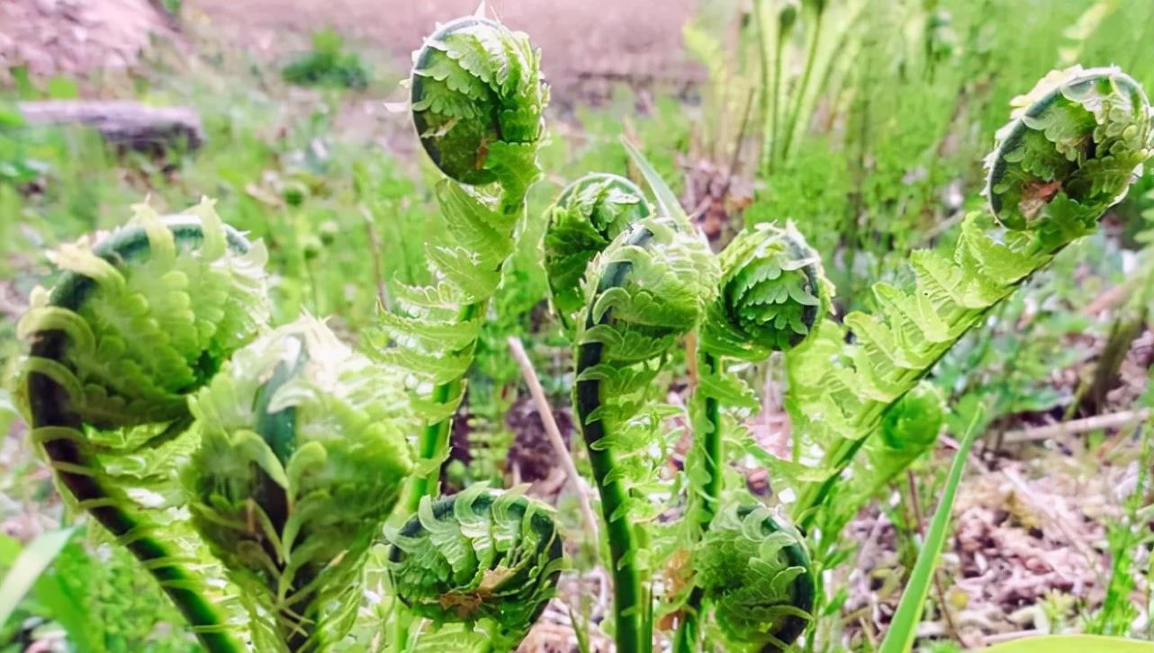 东北特产的山野菜,却取名叫"广东菜",吃起来有黄瓜香味|广东菜|山野菜