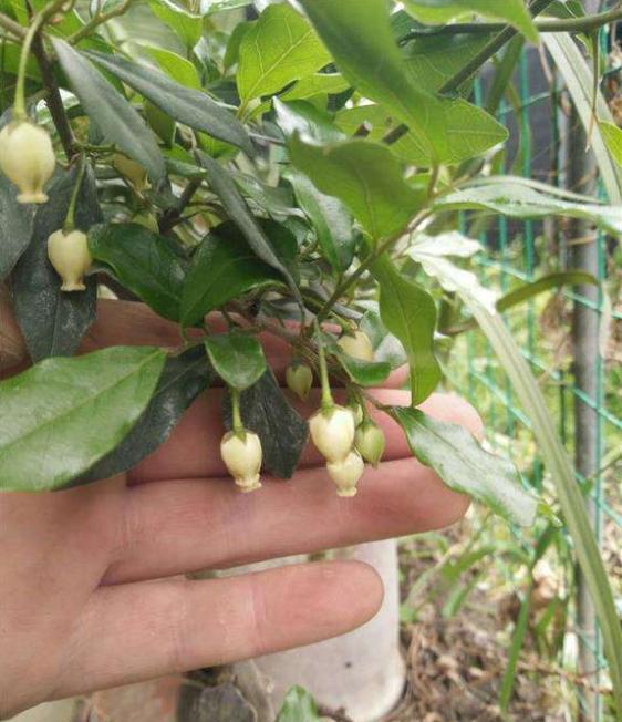 金弹子开花在即,花前养护做好5点,容易开花结果|弹子|光照|养护_新浪