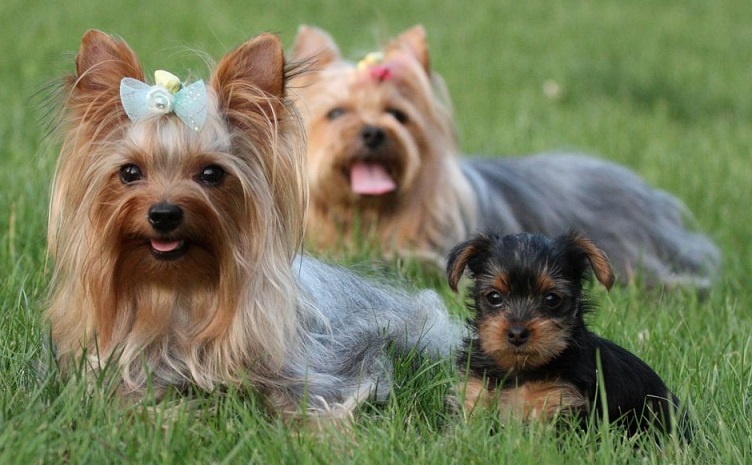 被称为"移动宝石"的约克夏犬,柔滑如丝,华丽的毛发如何护理?