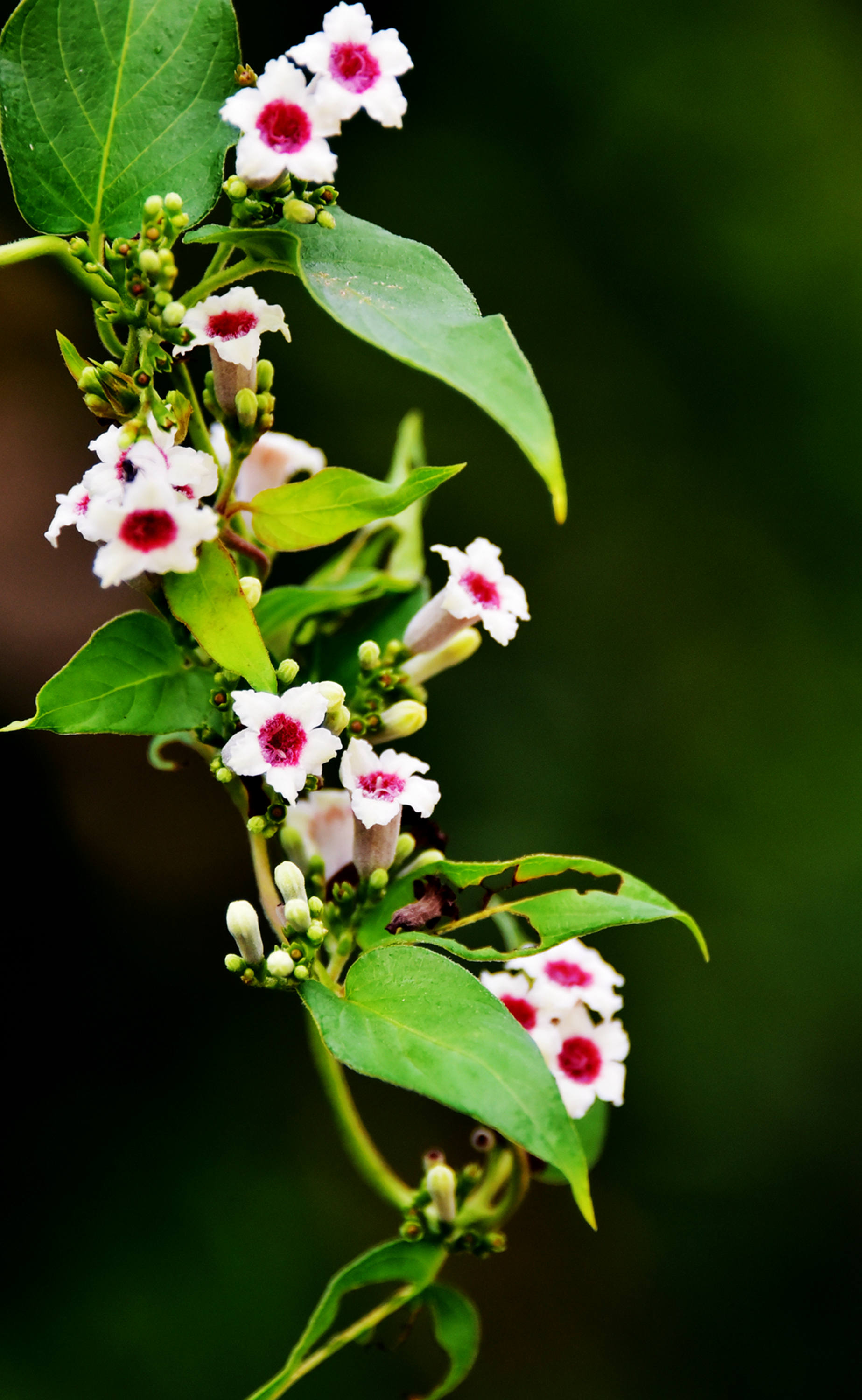 鸡屎藤,全株入药,是非常好的中草药.__财经头条