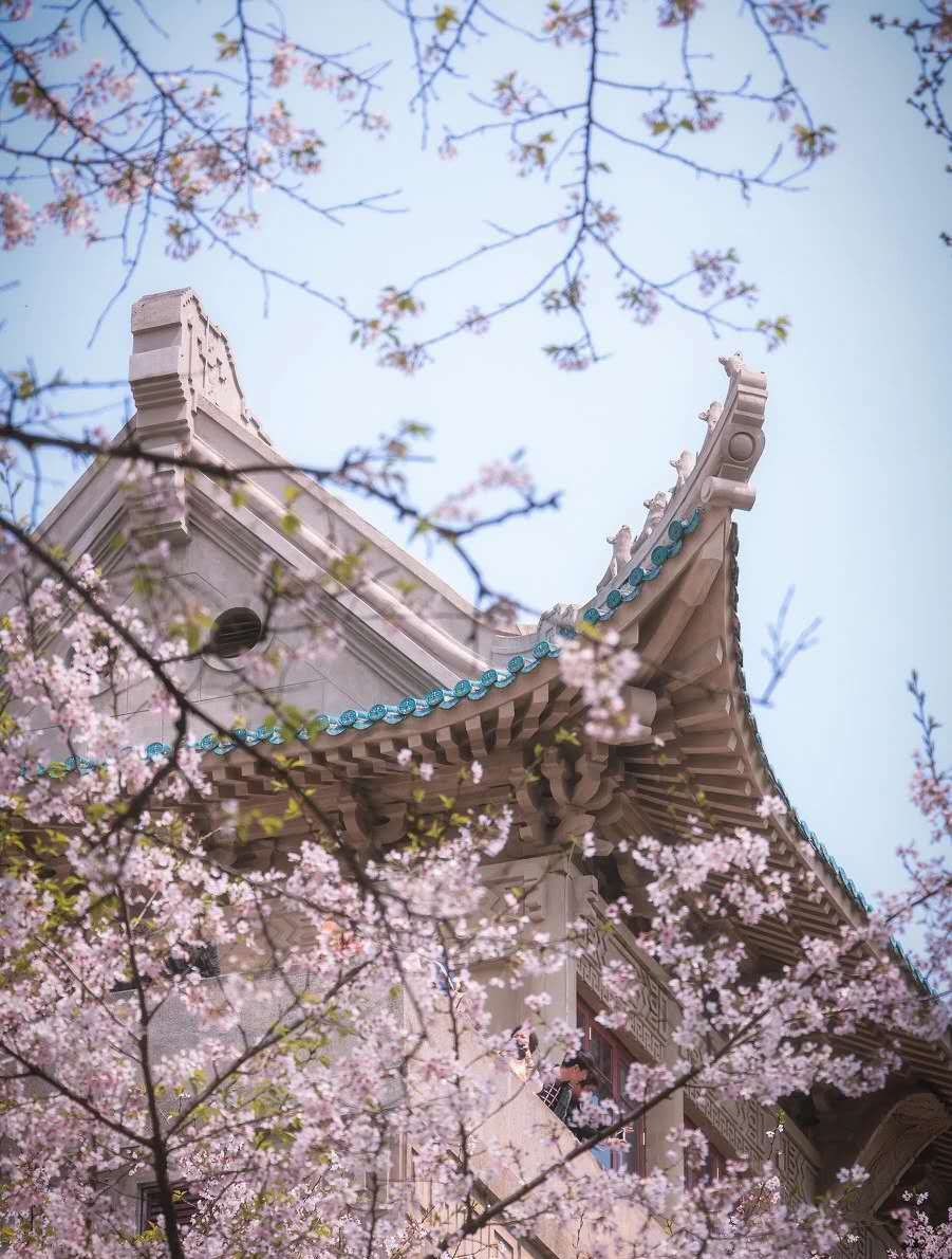 武大樱花,到底有多美_高清图集_新浪网