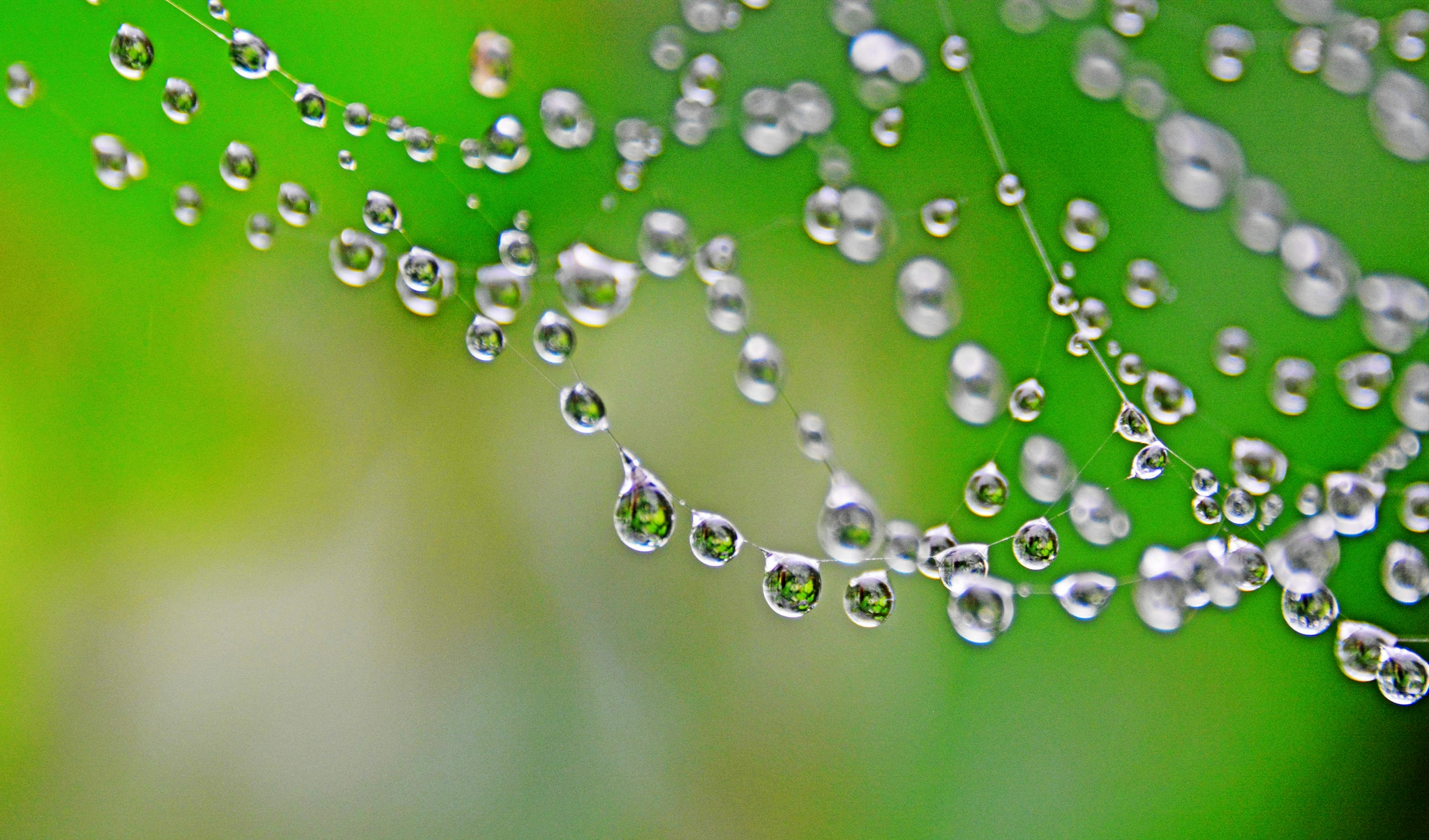 蛛网上的水珠2021年08月15日一天雨没停过蜘蛛网成了水珠网