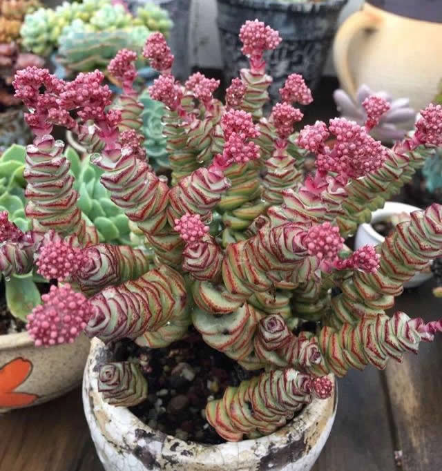 养3年的钱串开花了粉嘟嘟很漂亮不过观赏后就剪掉吧