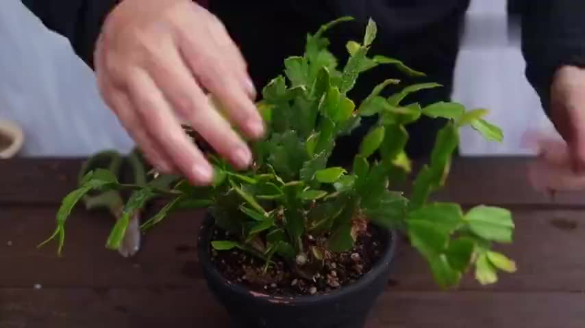 蟹爪兰怎么修剪记住这一点一年比一年开花多
