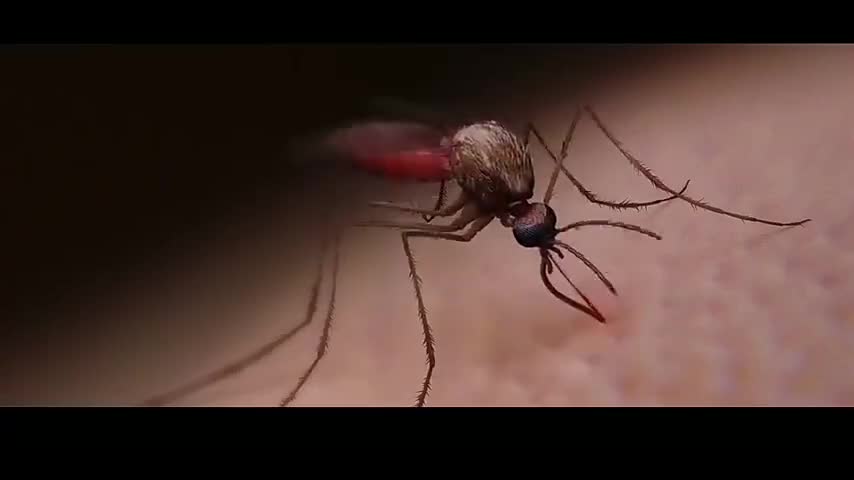 变异蚊子电影图片