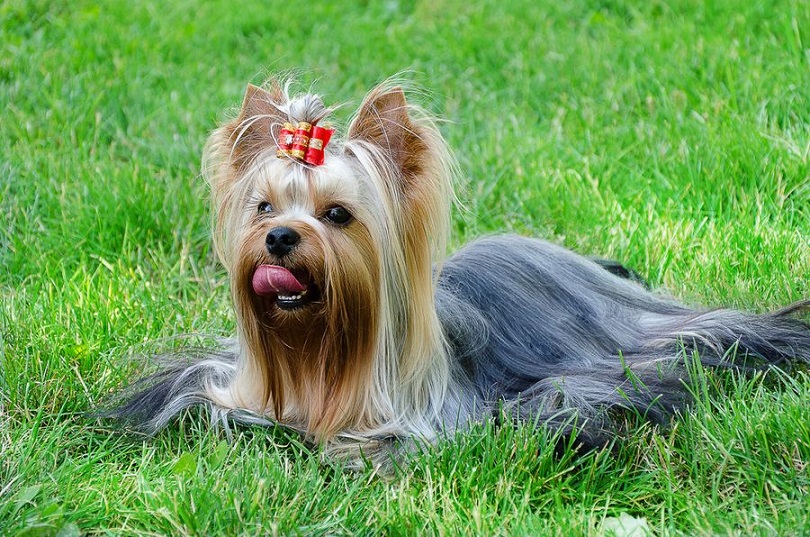 最漂亮的狗,它的毛发柔滑如丝,宛若娇俏少女的秀发|约克夏犬|长毛