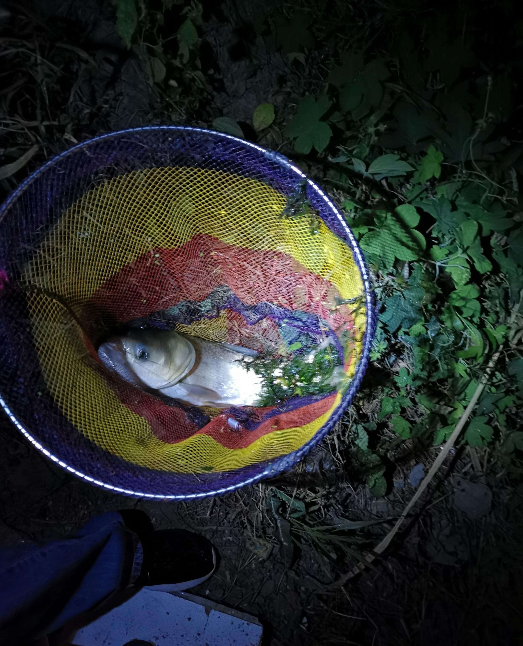 手竿浮钓夜钓鲢鳙