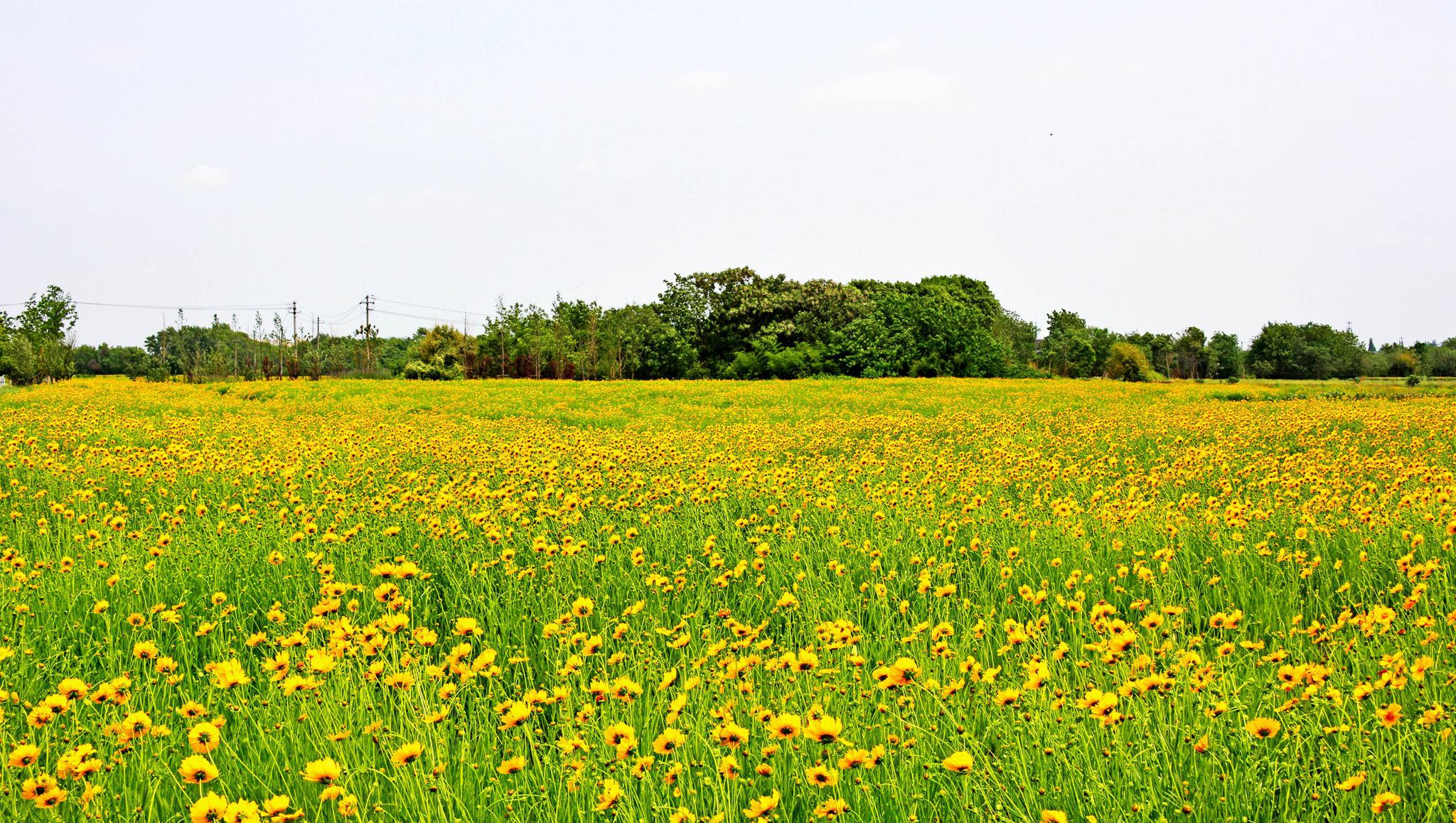 宛山湖花海大花金鸡菊盛装登场.江苏无锡锡山区厚桥街道.
