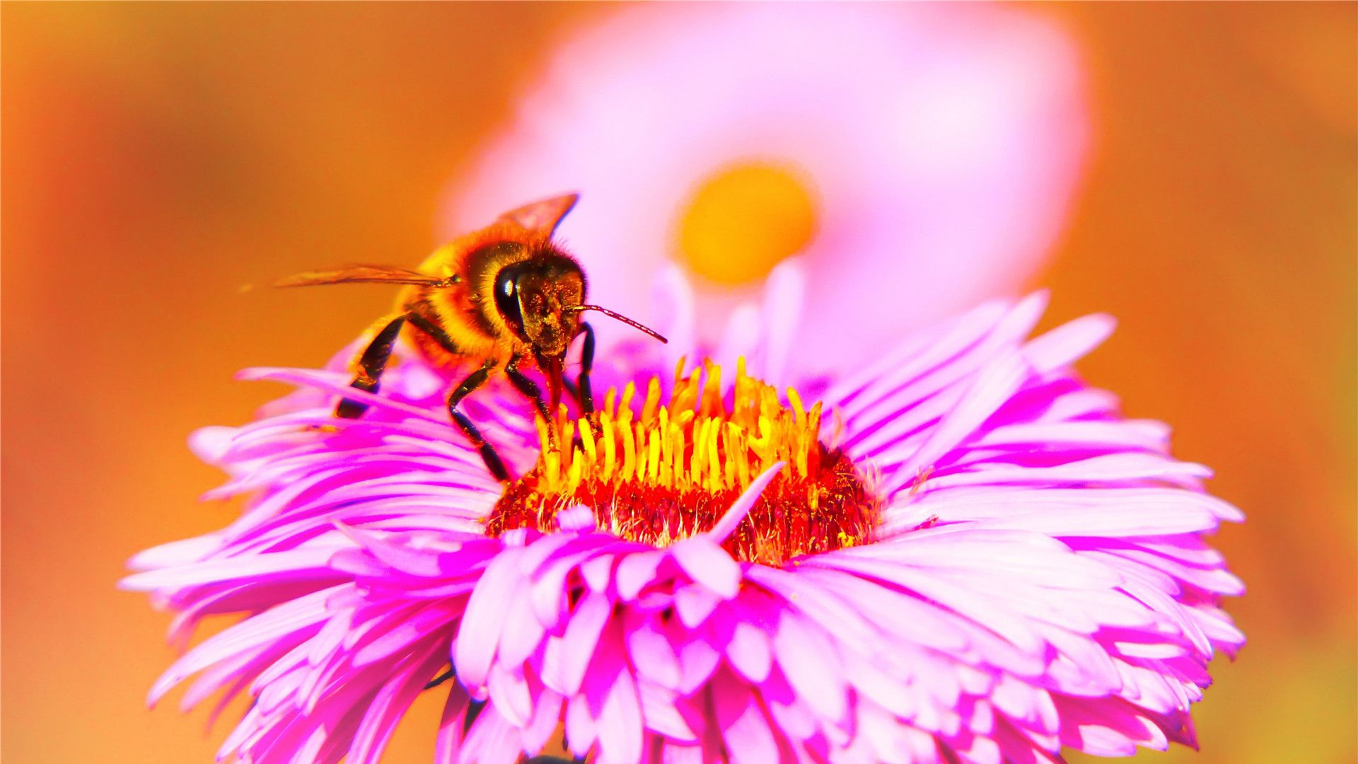 近距离观察采蜜的蜜蜂,大自然的美好画面_高清图集_新浪网