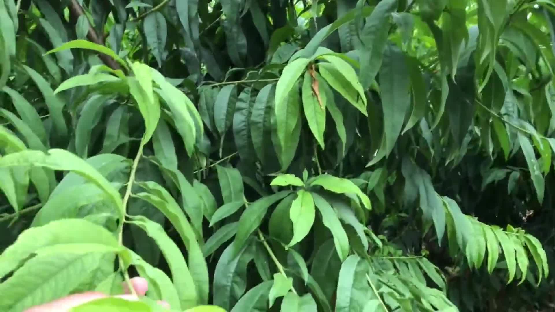 不起眼的桃树叶好处厉害了你知道这些一年能省不少钱