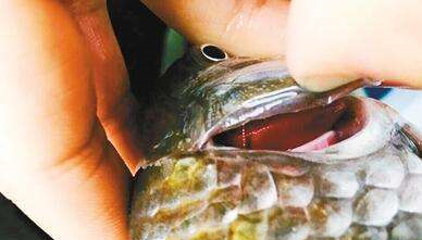 "鲫鱼汤"腥味重,关键在于"放血",教你熬出汤白味鲜的鱼汤|鲫鱼汤|鱼汤