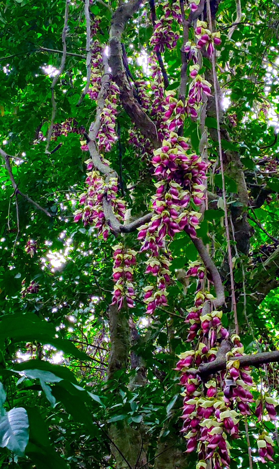 春天到了,两广特有,有点萌萌萌哒珍稀植物——禾雀花开花!