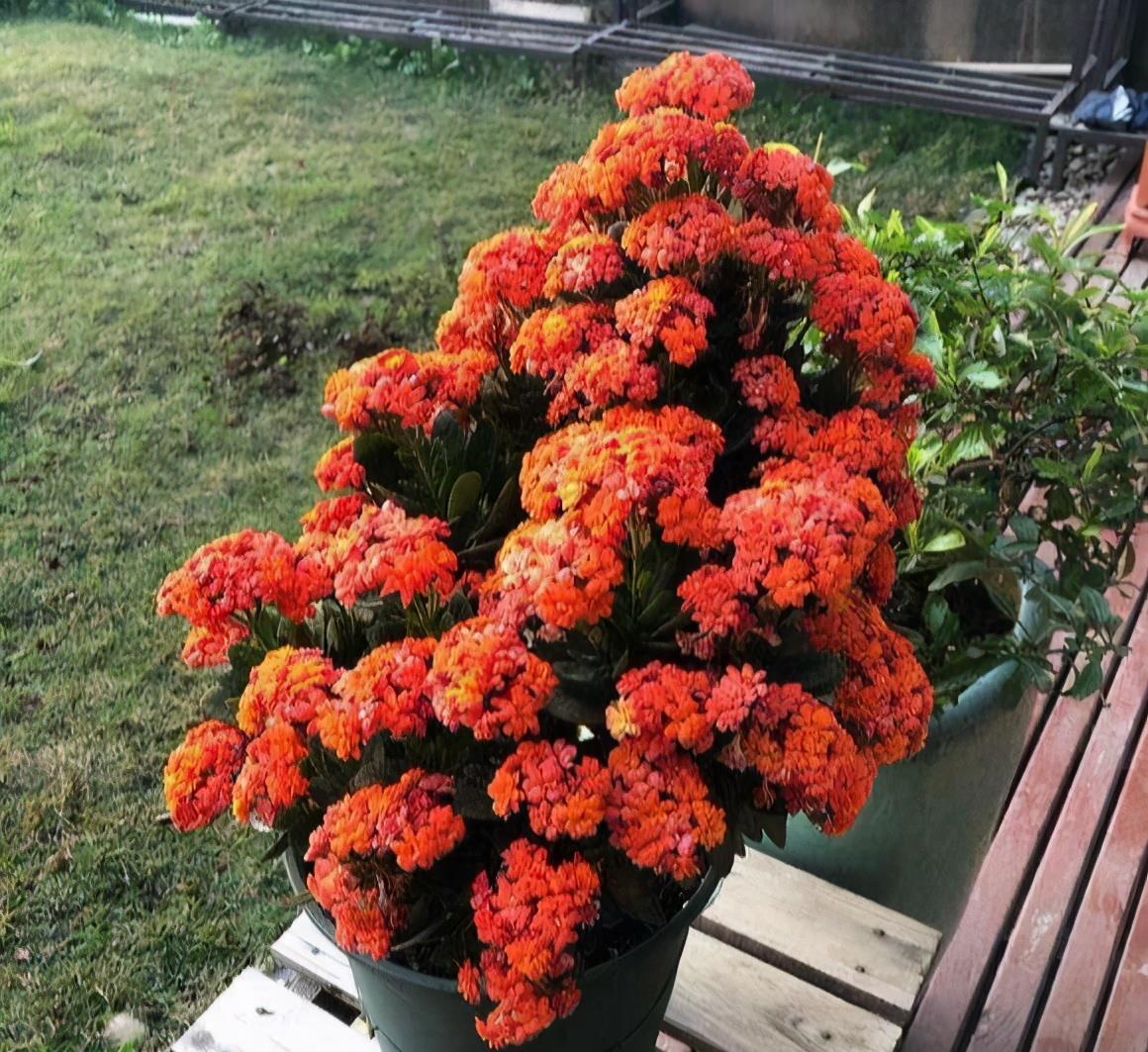 长寿花"老桩"太难看?其实越老越壮观,开成"小花树"