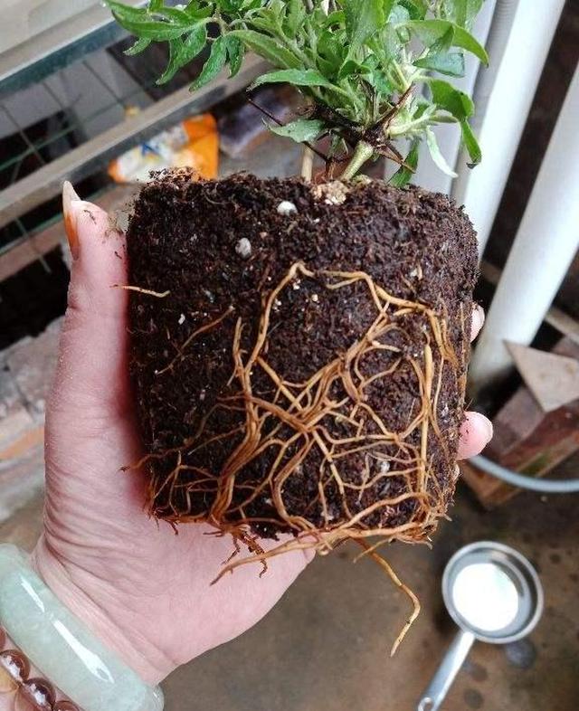 养花首先要养根，根系长得好，植物才长得更壮|植物|根系|养花_新浪新闻