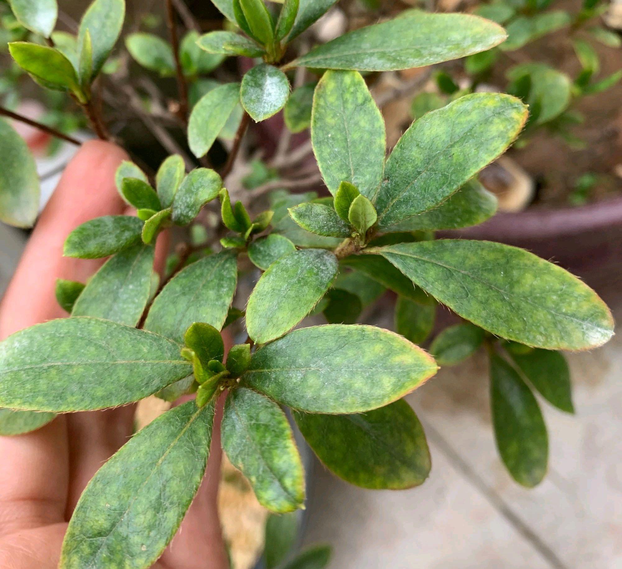 杜鹃花最近开始黄叶,没施肥,浇水正常,是杜鹃花入冬的样子吗?