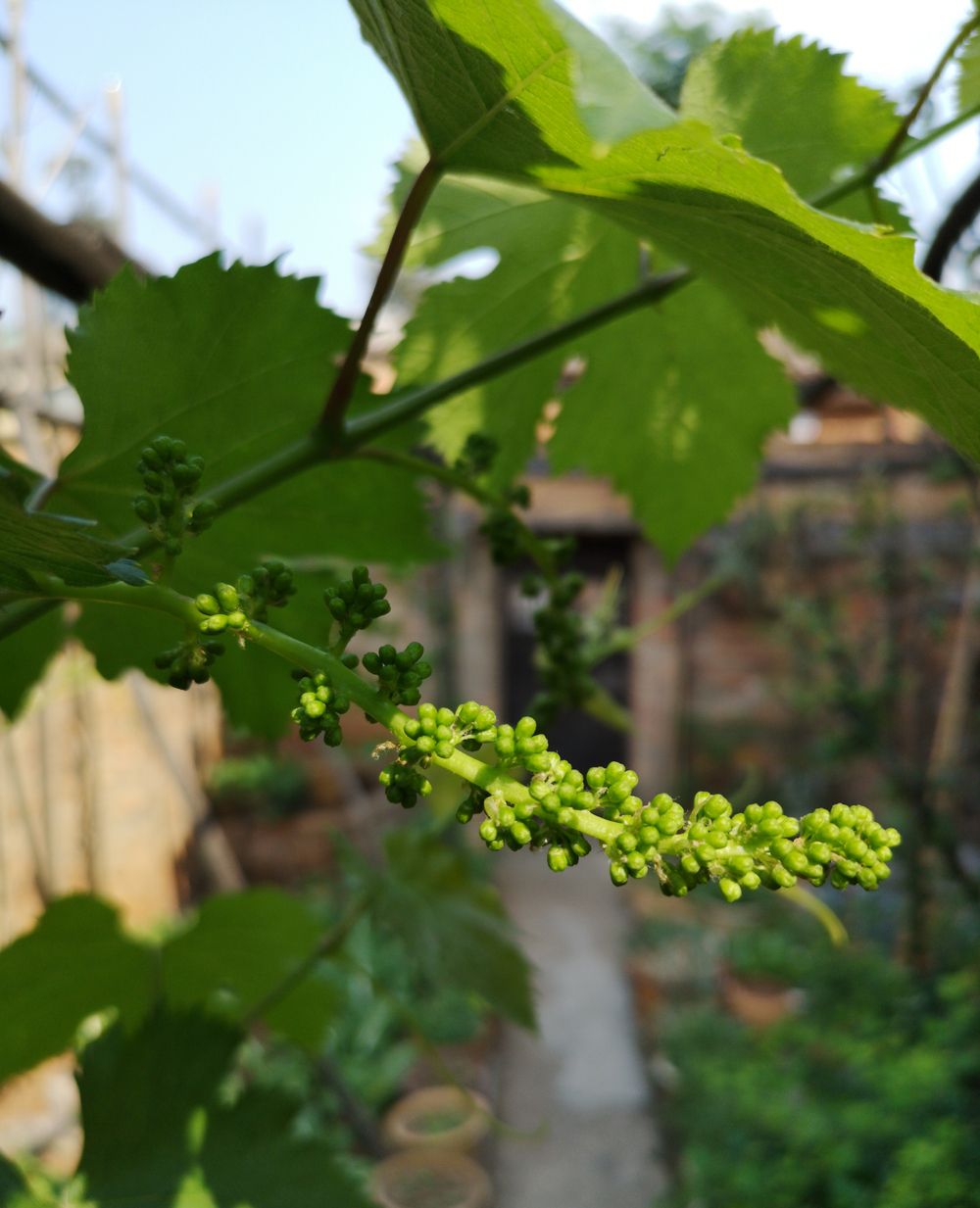 阳光下的葡萄藤清新可爱