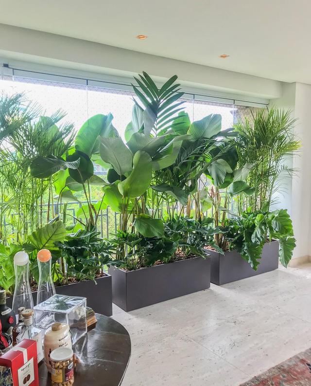 别出心裁,用了绿植做隔墙,室内养花种菜,自成一道风景