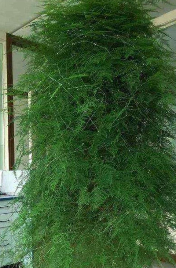 文竹一根枝条长得太长剪与不剪不一样的效果你来决定