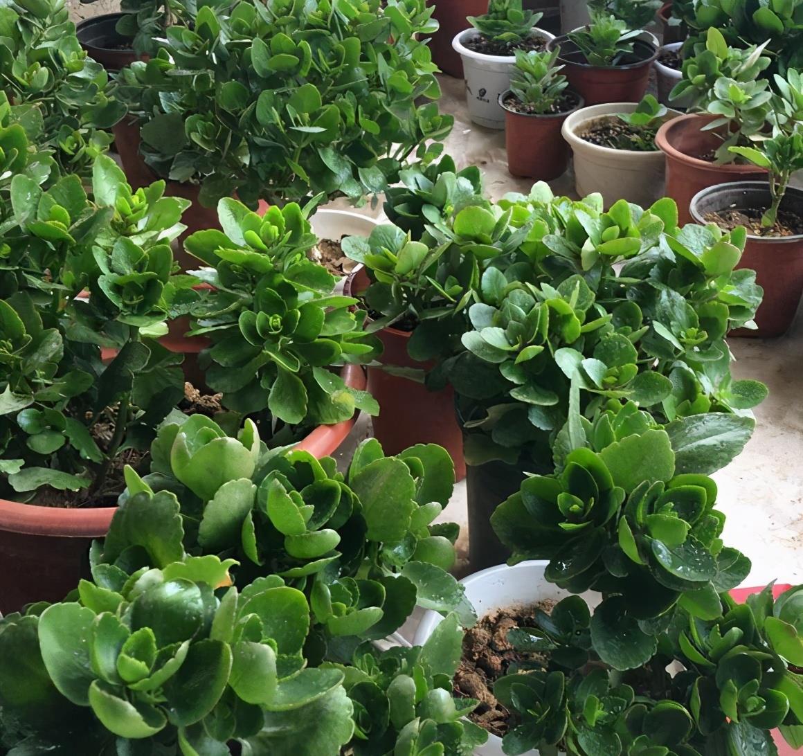 长寿花"老桩"太难看?其实越老越壮观,开成"小花树"