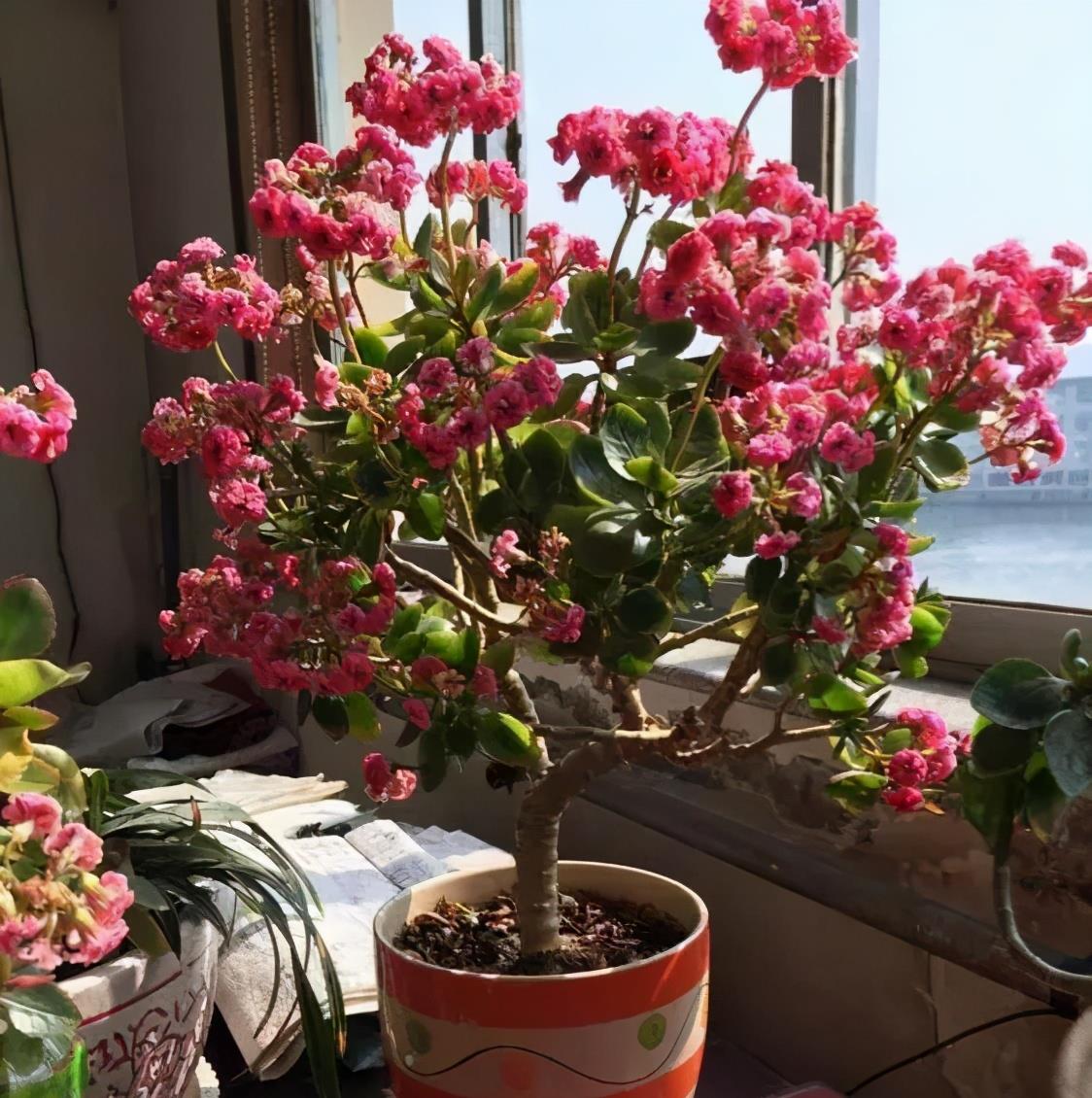 长寿花"老桩"太难看?其实越老越壮观,开成"小花树"