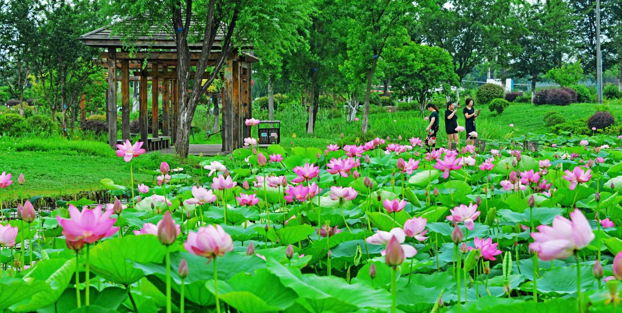 高铁沿着荷塘飞驰|荷塘|飞驰|高铁_新浪新闻