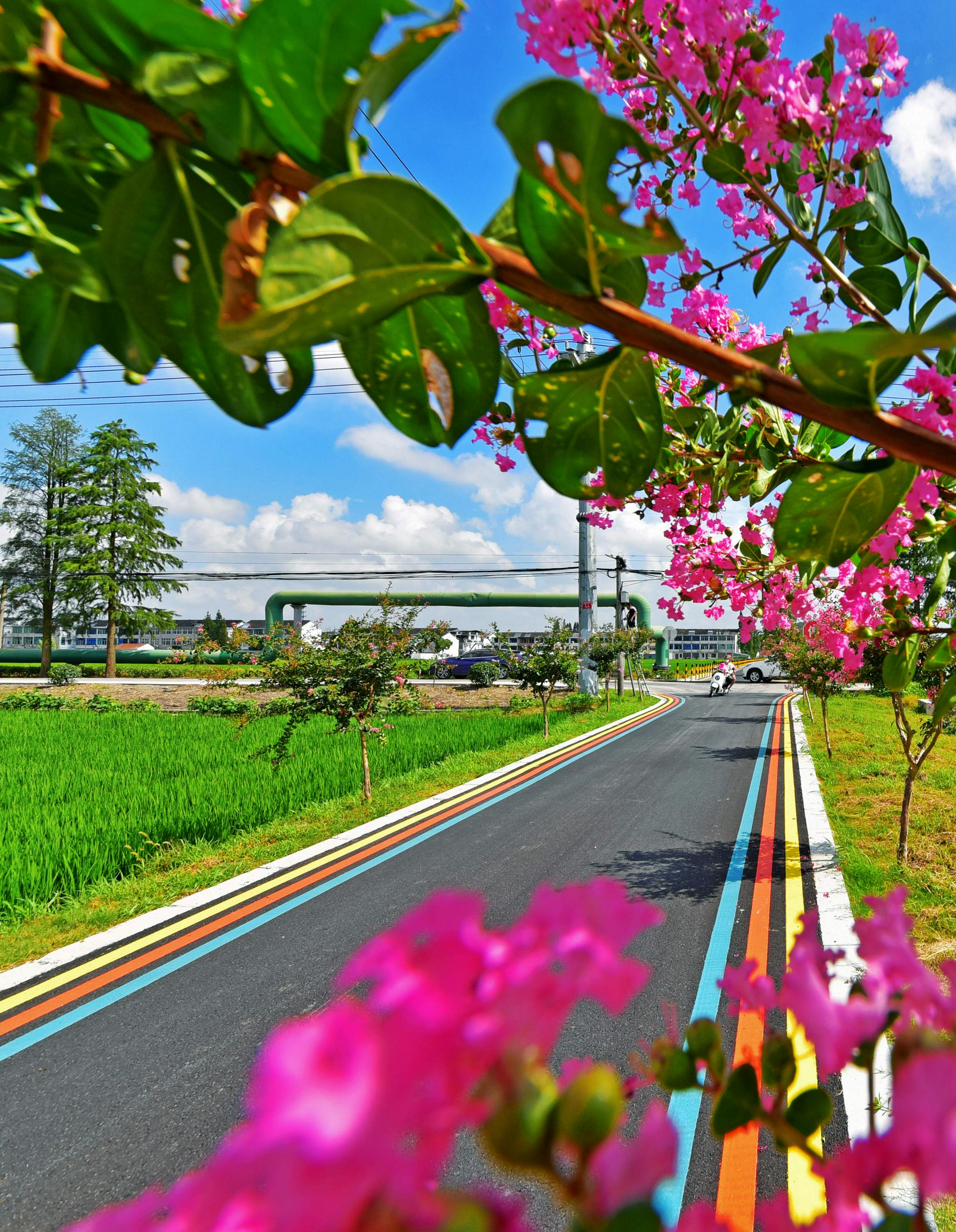 乡村道路绿化,美化,黑色化,乡村颜值不断提升.无锡锡山锡北镇