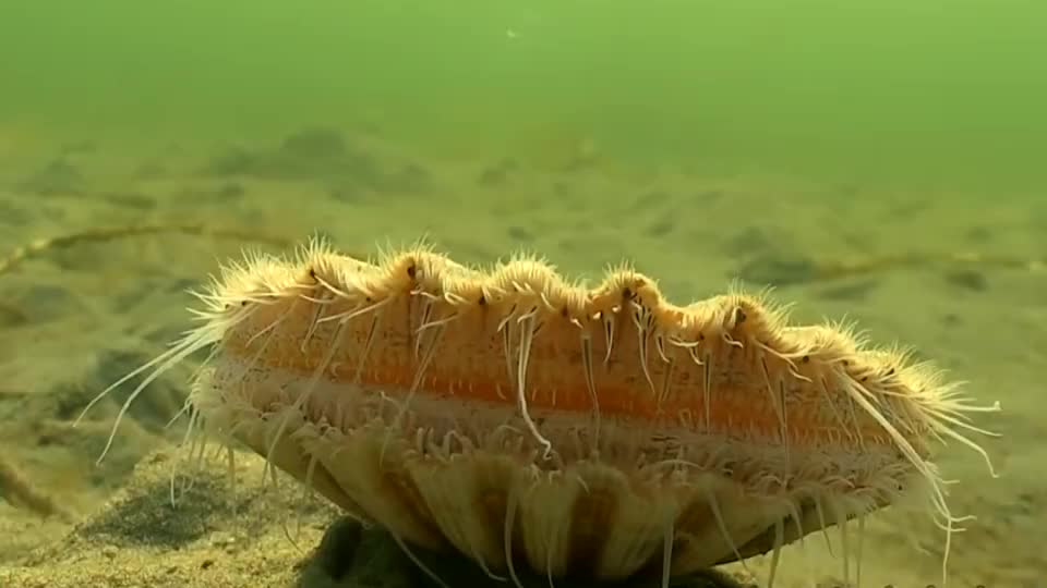 扇贝逃跑的画面被拍到,网友评论:模样太奇葩了