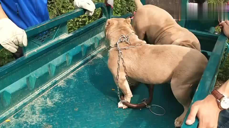 乡村狗市 毛色漂亮 身材壮实的美国恶霸犬 吸引了众人围观