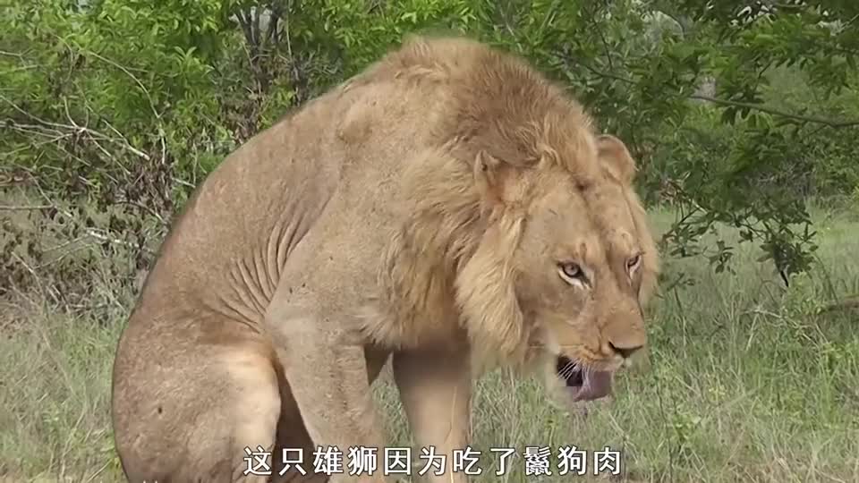 狮子报仇吃了鬣狗肉，结果上吐下泻，苦胆都吐出来了，太臭了！