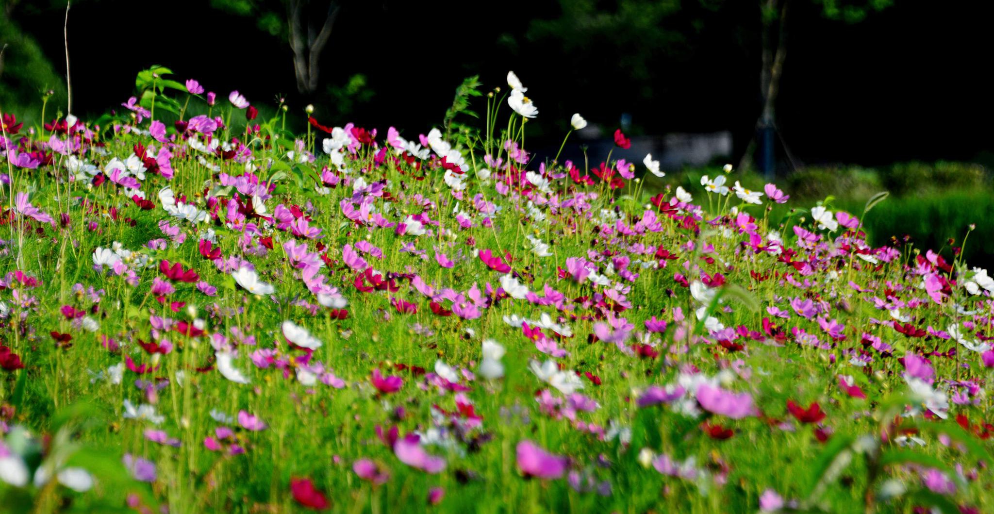 山村花田 夏花灿烂 无锡锡山锡北镇,中国美丽休闲乡村——斗山村|无锡市_新浪新闻