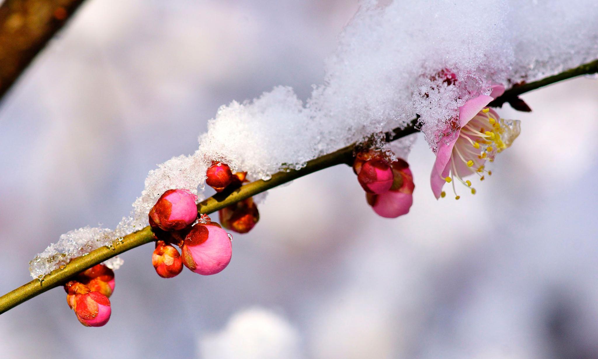 雪里已知春信至,寒梅点缀琼枝腻.——宋代:李清照