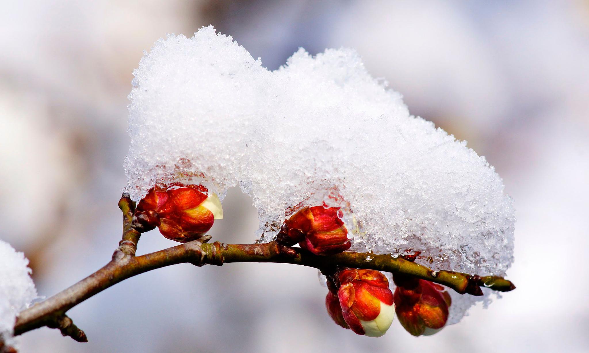 雪里已知春信至,寒梅点缀琼枝腻.——宋代:李清照