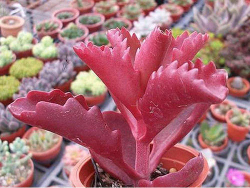 多肉朱莲,颜色鲜艳如花朵,好养易活颜值高_高清图集_新浪网