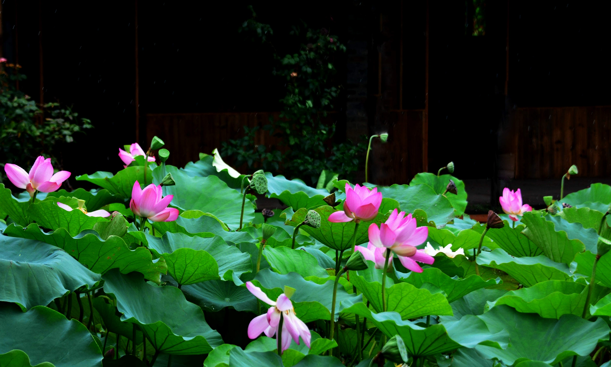 烟花雨后荷花艳,2021年07月27日,江苏无锡锡山区锡北镇斗山.