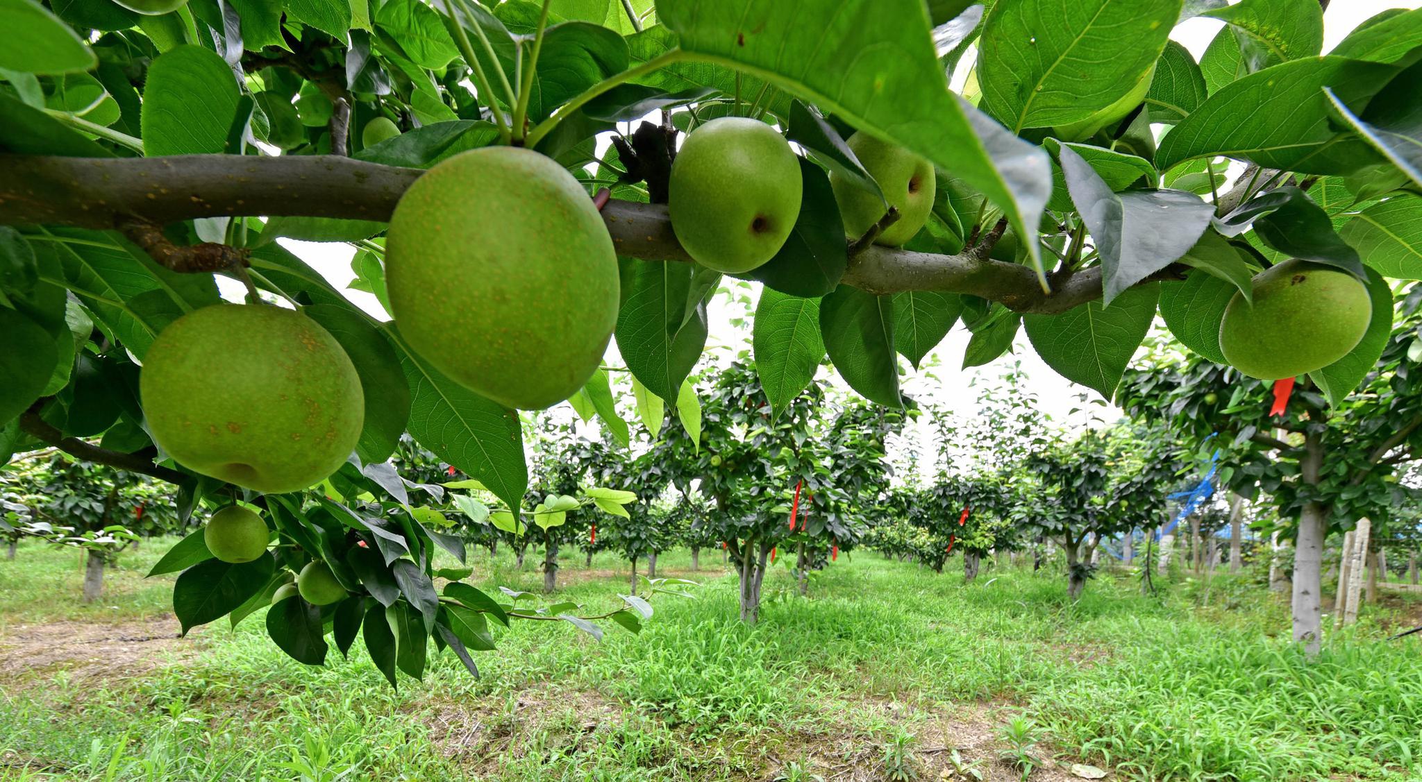 佳友福田翠冠梨夏日绿色的甜蜜