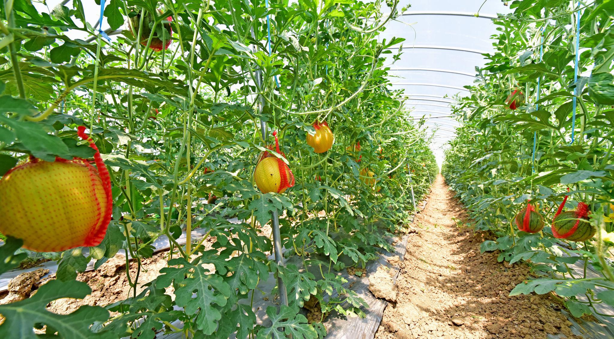 鸿翔家庭农场彩虹西瓜冰激凌西瓜成熟啦锡东新城安镇街道