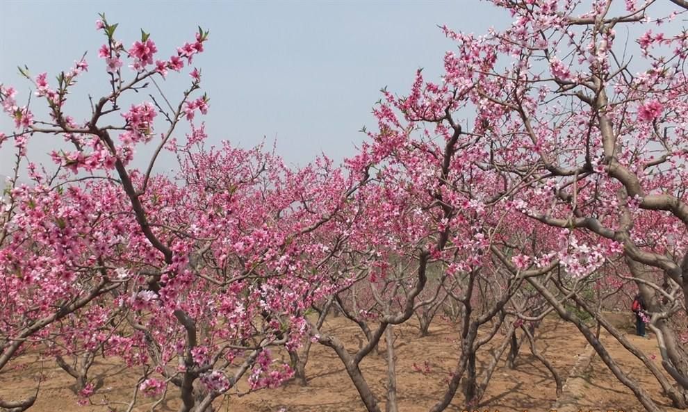 最美春天顺平桃花节_高清图集_新浪网