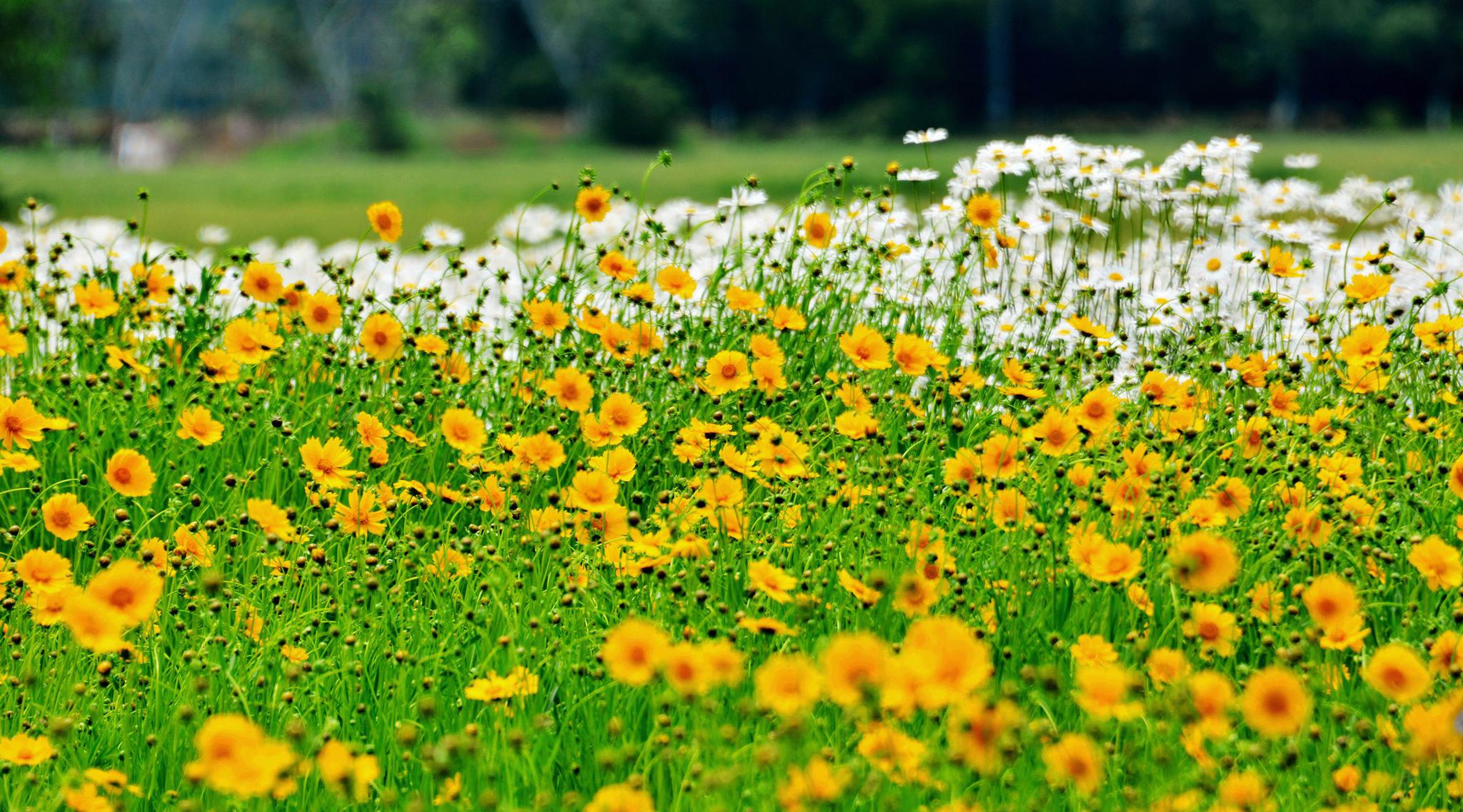宛山湖花海大花金鸡菊盛装登场.江苏无锡锡山区厚桥街道.