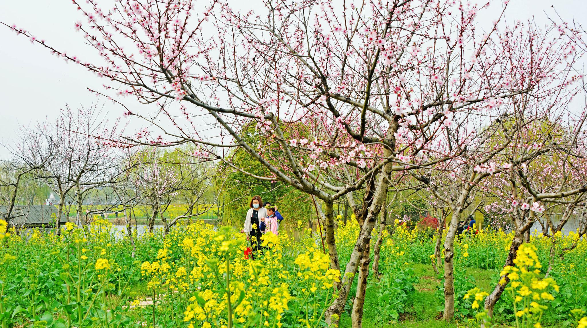 张家港常阴沙花海图片