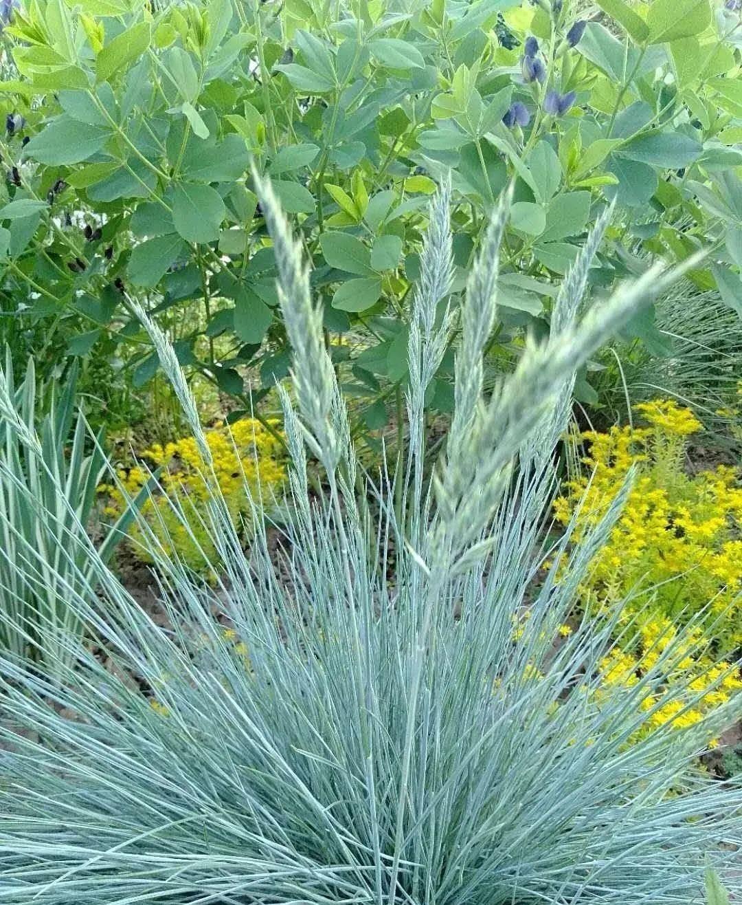 正文         蓝羊茅也是这几年的网红花,它的叶片是蓝绿色,似乎还