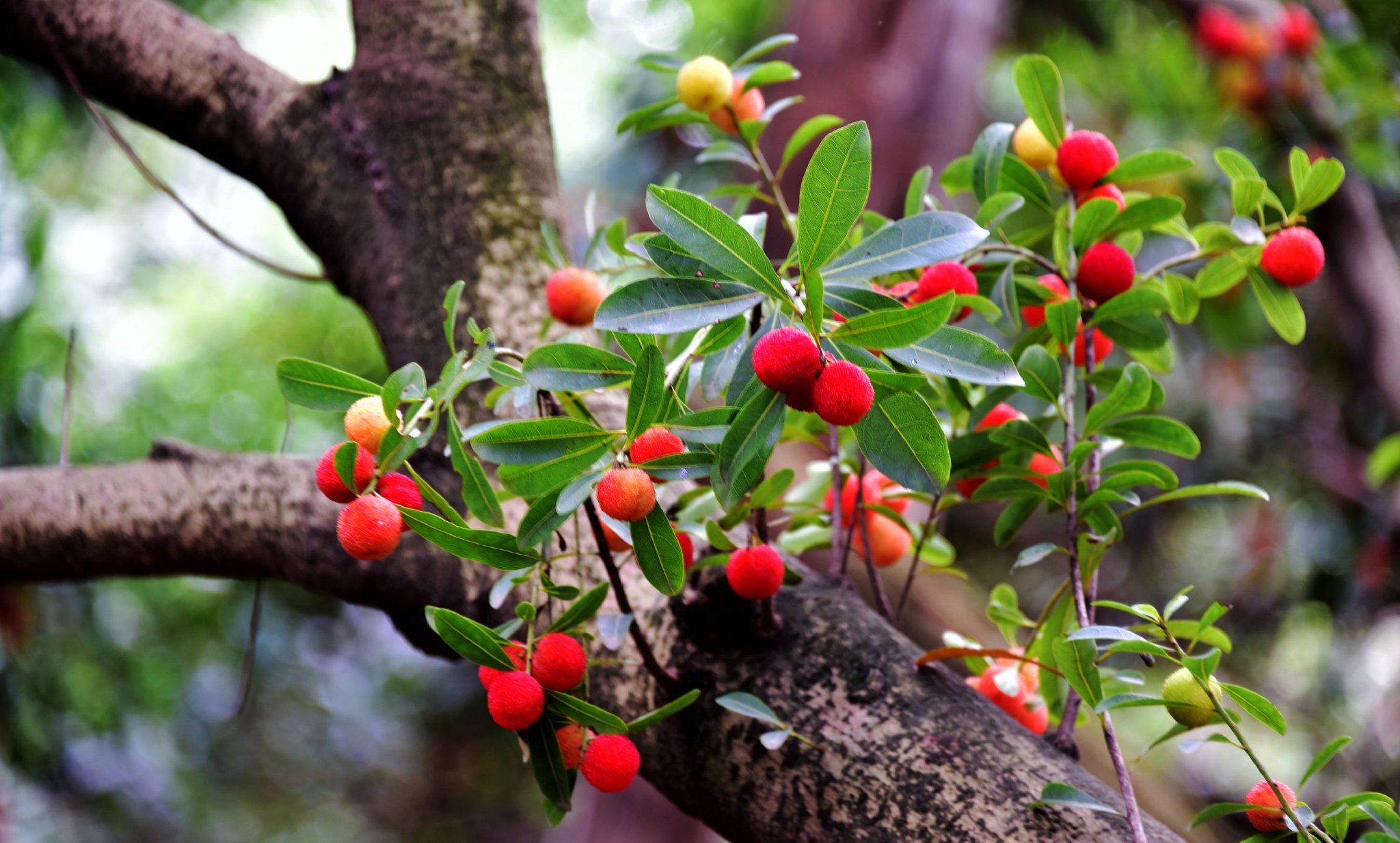 龙山特色民宿村 杨梅采摘.邀您来宜兴阳羡,开启"梅"好时光.