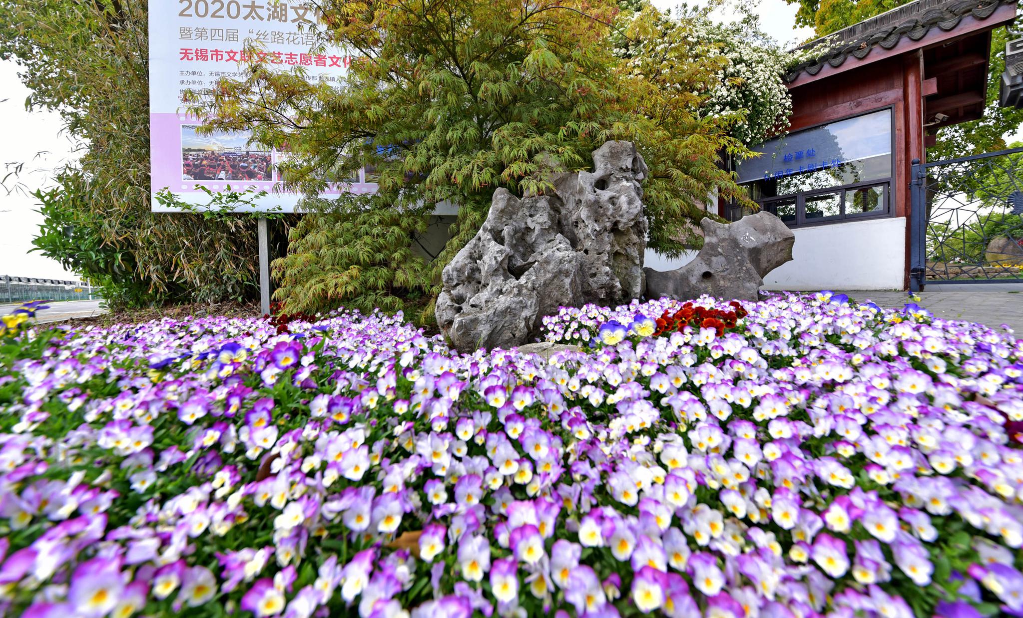 无锡鹅湖玫瑰文化园，进入赏花最佳期。2021年04月10日随手拍。|文化园|鹅|玫瑰_新浪新闻