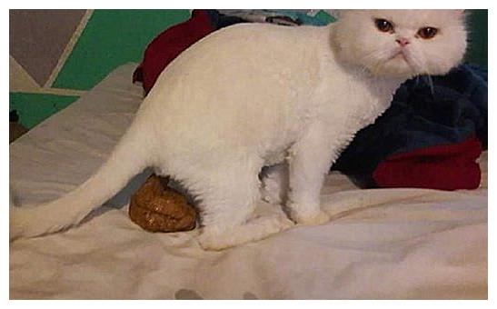 主人发现猫咪在床上拉了一坨粑粑,喵:配合你表演的我陷入了沉思