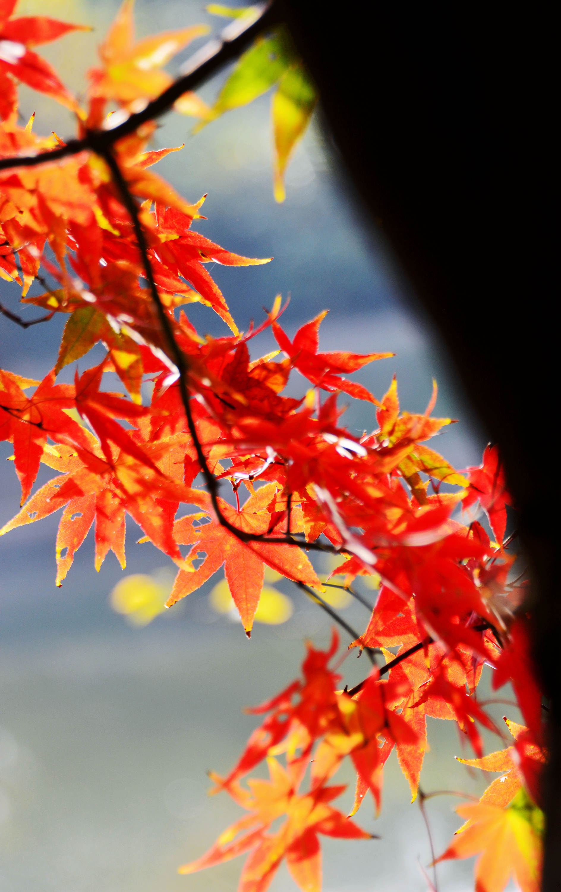 河边枫叶已红,山村秋色渐浓.