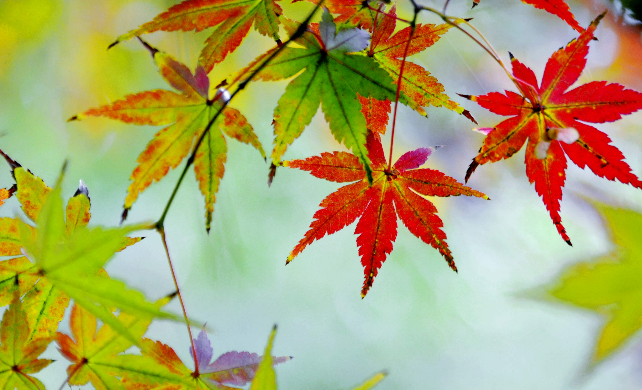 红了的枫叶,秋天的靓丽风景线,江苏省无锡市锡山区锡北镇