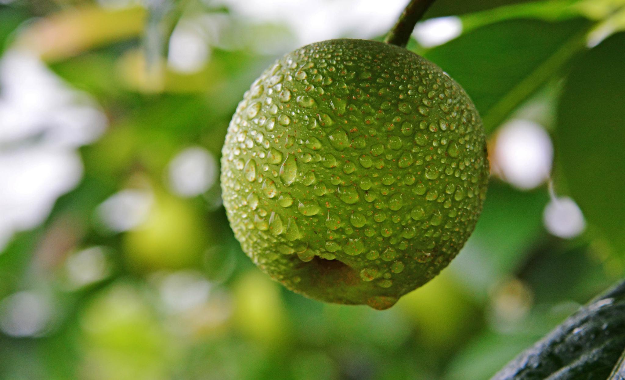 佳友福田翠冠梨夏日绿色的甜蜜