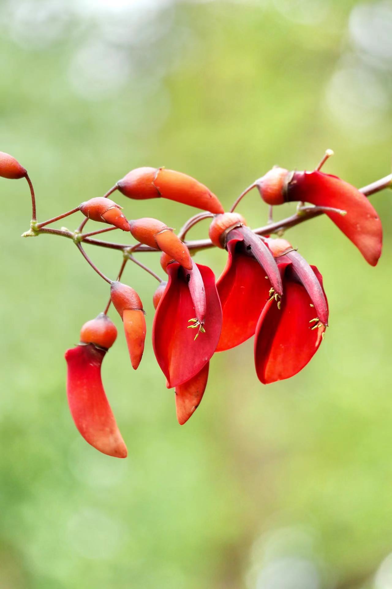 美丽似火的花·鸡冠刺桐__财经头条